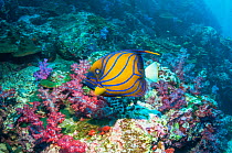 Blue-ringed butterflyfish (Pomacanthus annularis) swimming over soft corals. Andaman Sea, Thailand.