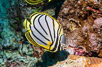 Meyer's butterflyfish (Chaetodon meyeri) Andaman Sea, Thailand.