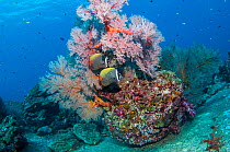 Pair of Redtail butterflyfish (Chaetodon collare) with a Gorgonian sea fan (Melithaea sp.) Andaman Sea, Thailand.