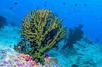 Black Tree Coral (Tubastrea micranthus), Dendrophylliida growing on a large granite boulder. Andaman Sea, Thailand.