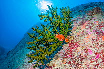 Black tree coral (Tubastrea micranthus) and Dendrophylliida growing on a large granite boulder. Andaman Sea, Thailand.