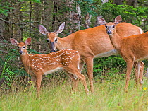 White tailed Deer (Odocoileus virginianus) two adults with fawn, Acadia National Park, Maine, USA. July