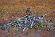 Great Horned Owl (Bubo virginianus) sitting on log pile, Acadia National Park, Maine, USA. October