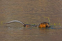 Muskrat (Ondatra zibethicus) in water feeding on aquatic plants, tail above water, Acadia National Park, Maine, USA.