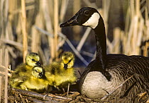 Canada goose (Branta canadensis) female at nest with goslings, Massachusetts, USA.