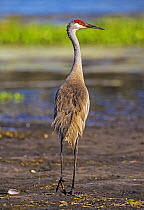 Sandhill Crane (Grus canadensis) Ding Darling National Wildlife Refuge, Sanibel Island, Florida, USA.