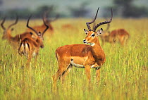 Impala (Aepyceros melampus) small herd on grassland, Masai Mara National Reserve, Kenya, East Africa.