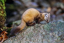 American marten (Martes americana) sniffing lichen covered rock, Baxter State Park, Maine, USA.