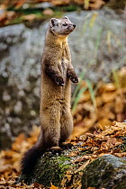 American marten (Martes americana) standing on hind legs looking alert, Baxter State Park, Maine, USA.