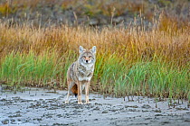 Coyote (Canis latrans) Jasper National Park, Alberta, USA. September