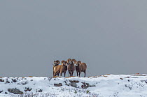 Bighorn Rams (Ovis canadensis) sparring in a high mountain pass in Jasper National Park, Alberta, Canada.