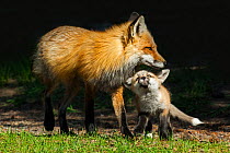 Red Fox (Vulpes vulpes) mother playing with pup, Shoshone National Forest, Wyoming, USA.