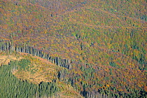 Aerial view of deforestation in the Sureanu Mountains.A logging vehicle is visible. Carpathians, Romania. October, 2014.
