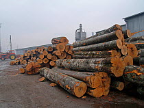Pile of tree trunks in a wood processing plant in Reghin, Eastern Carpathians, Romania. Stacks of old-growth beech trees.