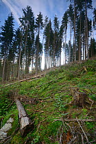 Area of forest after logging, Apuseni Mountains, Carpathians, Romania. August, 2014.