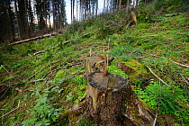 Cut stump of tree in forest that has been logged, Apuseni Mountains, Carpathians, Romania. August, 2014.