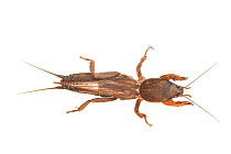 Mole cricket (Gryllotalpidae) La Mana, Ecuador. Meetyourneighbours.net project