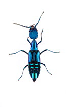 Rove beetle (Plochinocerus) Santa Lucia, Ecuador. Meetyourneighbours.net project