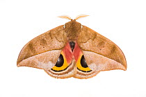 Moth (Automeris sp.) with false eyes on wings, a warning signal to predators, Mashpi, Ecuador.  Meetyourneighbours.net project