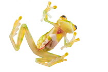 Sun's glass frog (Hyalinobatrachium aureoguttatum) Choco Forest, La Mana, Ecuador. Meetyourneighbours.net project