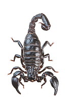 Common scorpion (Teuthraustes atramentarius) Metropolitan Park, Quito, Ecuador. Meetyourneighbours.net project