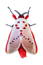 Moth  (Trosia sp.) Mashpi, Ecuador. Meetyourneighbours.net project