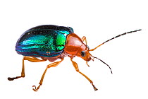 Beetle (Chrysomelidae) Santa Lucia, Ecuador. Meetyourneighbours.net project