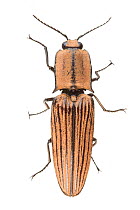 Click beetle (Elateridae) in cloud forest, Mashpi, Ecuador. Meetyourneighbours.net project