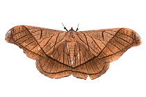 Saturniid moth (Copaxa decrescens) Ecuador. Meetyourneighbours.net project