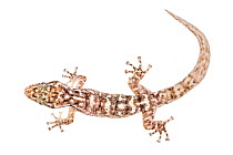 House gecko (Phyllodactylus sp.) Cerro Seco, Bahia de Caraquez, Ecuador. Meetyourneighbours.net project