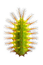Caterpillar (Limacodidae) cloud forest, Mashpi, Ecuador. Meetyourneighbours.net project