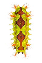 Caterpillar (Limacodidae) cloud forest, Mashpi, Ecuador. Meetyourneighbours.net project