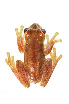 Mashpi stream treefrog (Hyloscirtus mashpi) Mashpi, Ecuador.   Meetyourneighbours.net project