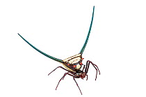 Spider (Micratena cyanospina) Cuyabeno National Park, Ecuador. Meetyourneighbours.net project