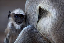 Southern plains grey langur / Hanuman langur (Semnopithecus dussumieri) infant aged about one year sitting with mother, Jodhpur, Rajasthan, India. March.