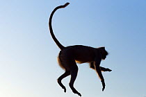 Southern plains grey langur / Hanuman langur (Semnopithecus dussumieri) jumping. Jodhpur, Rajasthan, India. March.
