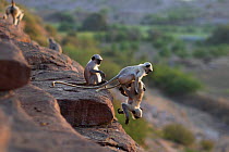 Southern plains grey langur / Hanuman langur (Semnopithecus dussumieri) juveniles playing. Jodhpur, Rajasthan, India. March.
