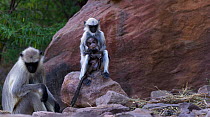 Southern plains grey langur / Hanuman langur (Semnopithecus dussumieri) juvenile playing with a infant while its mother watches. Jodhpur, Rajasthan, India. March.