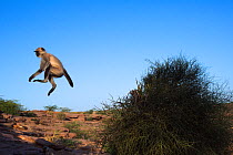 Southern plains grey langur / Hanuman langur (Semnopithecus dussumieri) juvenile jumping. Jodhpur, Rajasthan, India. March.