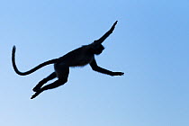 Southern plains grey langur / Hanuman langur (Semnopithecus dussumieri) silhouetted jumping. Jodhpur, Rajasthan, India. March.