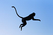 Southern plains grey langur / Hanuman langur (Semnopithecus dussumieri) silhouetted jumping. Jodhpur, Rajasthan, India. March.