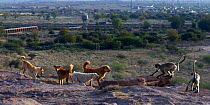 Southern plains grey langur / Hanuman langurs (Semnopithecus dussumieri) in confrontation with domestic dogs . Jodhpur, Rajasthan, India. March.