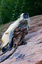 Southern plains grey langur / Hanuman langur (Semnopithecus dussumieri) female carrying two babies one her own, the other to escape danger. Jodhpur, Rajasthan, India. March.