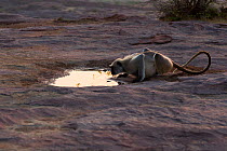 Southern plains grey langur / Hanuman langur (Semnopithecus dussumieri) female drinking from a pool of water. Jodhpur, Rajasthan, India. March.