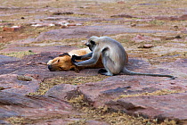 Southern plains grey langur / Hanuman langur (Semnopithecus dussumieri) female grooming a domestic dog. Jodhpur, Rajasthan, India. March.