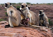 Southern plains grey langur / Hanuman langur (Semnopithecus dussumieri) females, grooming with young infant playing with tail of adult, Jodhpur, Rajasthan, India. March.