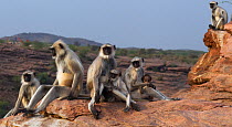 Southern plains grey langur / Hanuman langur (Semnopithecus dussumieri) females and young sitting on a cliff. Jodhpur, Rajasthan, India. March.