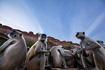 Southern plains grey langur / Hanuman langurs (Semnopithecus dussumieri) group of females feeding on potatoes left as an offering at a temple. Jodhpur, Rajasthan, India. March.
