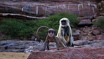Southern plains grey langur / Hanuman langur (Semnopithecus dussumieri) infant aged a few weeks playing while her mother feeds. Jodhpur, Rajasthan, India. March.
