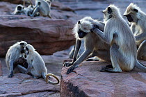 Southern plains grey langur / Hanuman langurs (Semnopithecus dussumieri) gathered on sandstone cliffs, with social grooming in the foreground and mother with suckling infant, Jodhpur, Rajasthan, India...